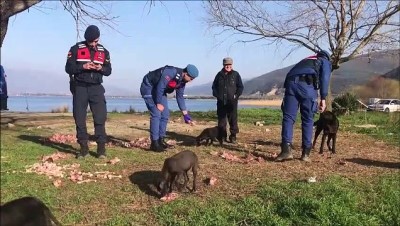 Jandarma sokak köpeklerini etle besledi - BURSA 