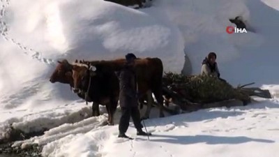  Bitlis’te köylüler kızaklı öküz arabalarıyla hayvanlarına ot taşıyor 