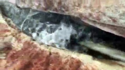 termal tesis - Siirt'te termal su sondajında petrole rastlanması sevinçle karşılandı  Videosu
