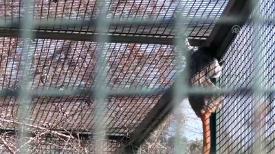 hayvanat bahcesi - Hayvanat bahçesinde yavru heyecanı - BURSA  Videosu