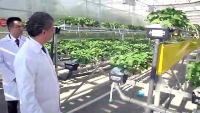 sebze fiyatlari - Topraksız tarımda ikinci dikim başladı - İSTANBUL  Videosu