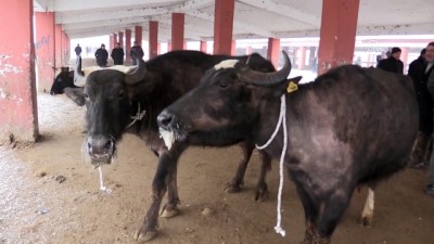 araba lastigi - Doğu Anadolu'da kış -Canlı hayvan pazarı - AĞRI  Videosu