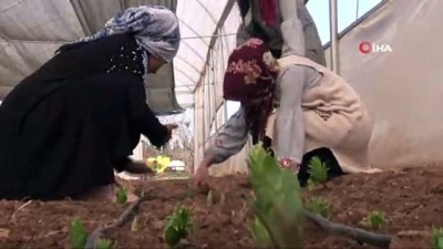 kooperatif -  Şanlıurfa Hollanda’ya meydan okuyacak  Videosu