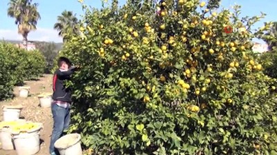 kooperatif -  Yağışlar hasadı geciktirdi, limon dalında kaldı  Videosu