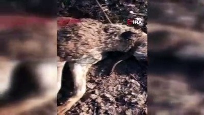 dera -  8 yavrusu olan köpek silahla vurularak öldürüldü  Videosu