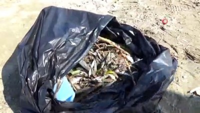 katar -  Alanya’da binlerce balık sahile vurdu  Videosu