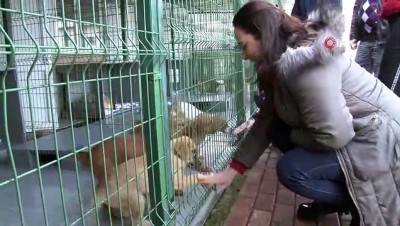 sosyal sorumluluk projesi -  Özhan Gönüllülerinden sokak hayvanlarına destek  Videosu