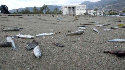 Sahile çok sayıda ölü balık vurdu - ANTALYA