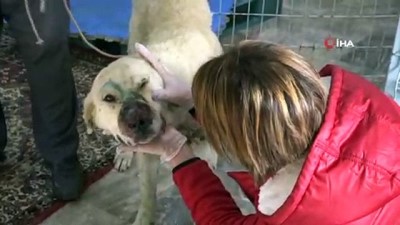 hayvan severler -  Burnunda tümör oluşan köpek sokağa terk edildi Videosu