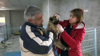 sokak kopegi -  Tekme atılarak çenesi kırılan yavru köpek tedavi edilecek Videosu