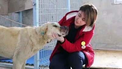 Yaralı köpekler tedavi altına alındı - GAZİANTEP