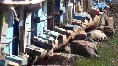  Bal arılarının zorlu kış mücadelesi son buldu 