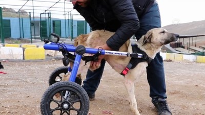 dera - Felçi köpeğe yürüteç desteği - MARDİN  Videosu