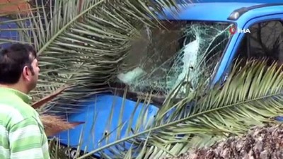 palmiye agaci -  Hatay'da fırtına ağaçları devirdi, otomobiller hasar gördü  Videosu