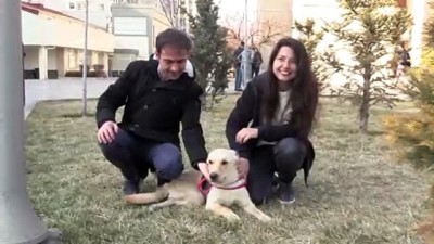 Kazazede köpek 'Kuki' yürüteçle hayata tutundu - KAYSERİ