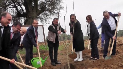 Ödemiş'te ipek böcekçiliği için dut fidanı dikildi - İZMİR 