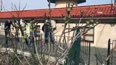 hafta sonu -  Çanakkale'de kış mevsiminde incir ağacı meyve verdi  Videosu