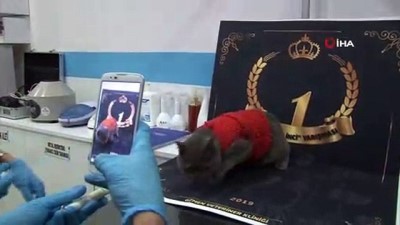 guzellik yarismasi -  Kliniğine gelen kedilerin fotoğraflarını çekip güzellik yarışması düzenliyor  Videosu