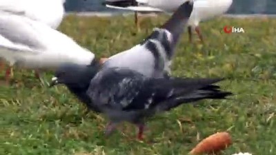  - Engel tanımayan “Martıcı Baba” 