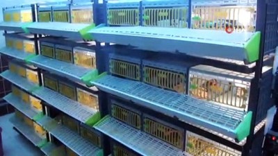 kinali -  Kınalı keklikler doğanın korunmasına yardımcı oluyor  Videosu