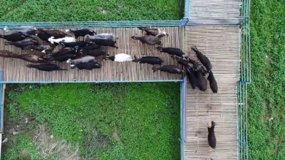 keci sutu - Süt keçilerinin verimini ıslah ve melezlemeyle artırdılar - GAZİANTEP  Videosu