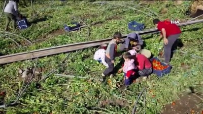 kaymakamlik -  Mersin'de çiftçi gözünden hortum afeti  Videosu