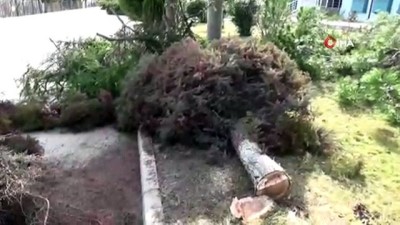  Bilecik 1. OSB'de 40 yıllık çam ağaçları kökünden kesildi 