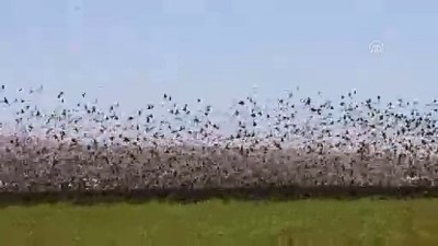 sigircik - Sığırcık kuşlarından görsel şölen - MARDİN  Videosu