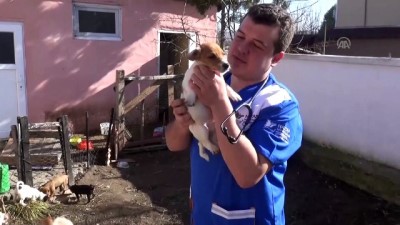 hayvan haklari - Sınırda yakalanan köpeklerin 'yediemini' oldu - EDİRNE  Videosu