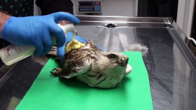 yirtici kus - Ateşli silahla yaralanan kartala müdahale - BARTIN Videosu