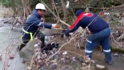 kopek -  Çayda mahsur kalan köpekleri itfaiye ekipleri kurtardı Videosu
