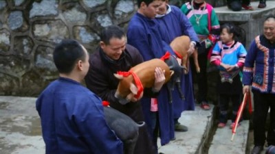 yaris - 'Domuz Yılı'nı kutlayan Çinliler yavru domuzları yarıştırdı Videosu