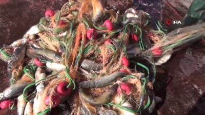 inci kefali -  İnci kefaline dikkat çekmek için Van Gölü'ne açıldılar  Videosu