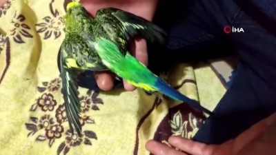 muhabbet kusu -  Kalbi duran kuşlar kalp masajına rağmen hayata döndürülemedi  Videosu