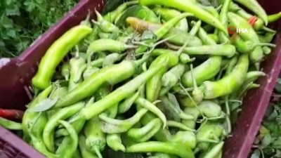 alamut -  Kaş'ta fırtınada 500 dönüm sera zarar gördü  Videosu