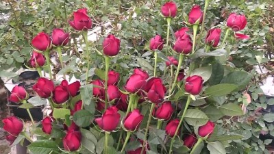 yogun mesai - Gül seralarında 'sevgi' mesaisi - ŞANLIURFA  Videosu