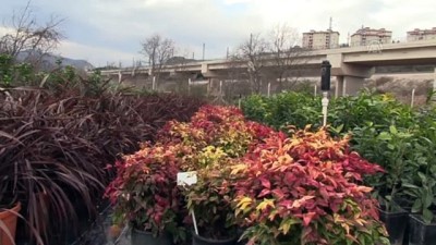 taflan - Park ve bahçe maliyetini düşürmek için bitki yetiştiriyorlar - BİLECİK  Videosu