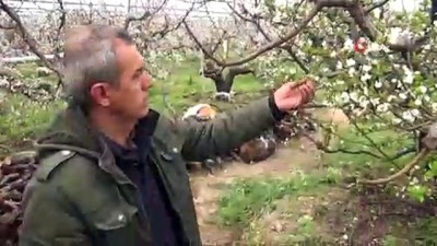 Mersin’de erik ağaçları çiçek açtı 