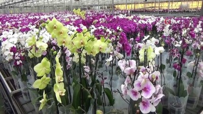 gesi -  Sevgililer Günü orkideleri Yalova’dan  Videosu