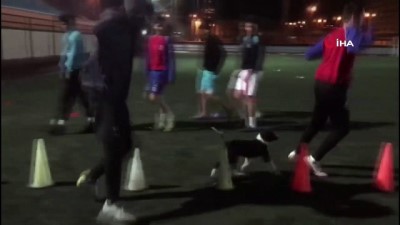 kahkaha -  Isınması için içeri aldıkları sokak köpeği futbolcularla antrenman yaptı  Videosu