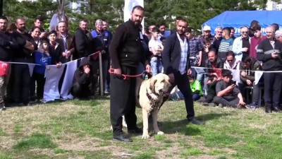 av kopegi - Tescilli yerli köpek ırkı sayısının 8'e çıkartılması hedefleniyor - ADANA  Videosu