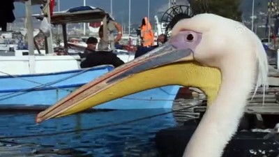 pelikan - Balıkçı barınağı 2 pelikanın yuvası oldu - HATAY  Videosu