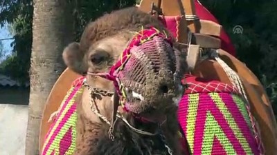 deve guresleri - Deve güreşi festivali - İZMİR Videosu