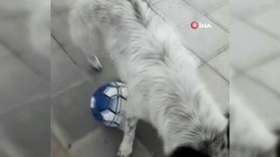 hayvan severler -  Futbolcu köpeği gören telefona sarıldı  Videosu