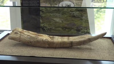 antropoloji - 7,5 milyon yıllık fosiller sergileniyor - KAYSERİ Videosu