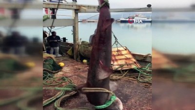 acik artirma -  Antalyalı balıkçıların ağına dev köpekbalığı takıldı  Videosu