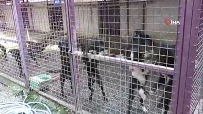 kacis -  Bodrum'da akıl almaz olay... Sarhoş kadın barınağı basıp köpekleri böyle serbest bıraktı Videosu