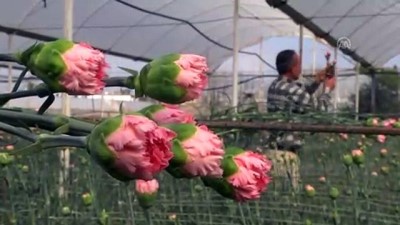 yerel secim - Çiçek sektörü, İngilizlerin Anneler Günü'ne hazırlanıyor (2) - ANTALYA  Videosu