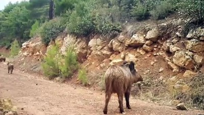 kacak avci - Doğal hayat 'fotokapan'la görüntülendi - BURDUR Videosu
