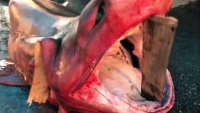 kopek baligi - 4 metre uzunluğunda köpek balığı yakalandı - MERSİN  Videosu